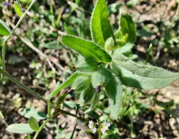 Nonea ya da Monkswort çiçekleri ve bitkileri 