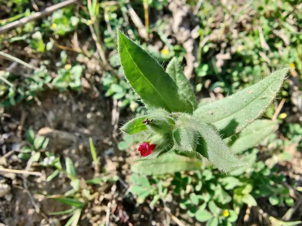 Nonea ya da Monkswort çiçekleri ve bitkileri 