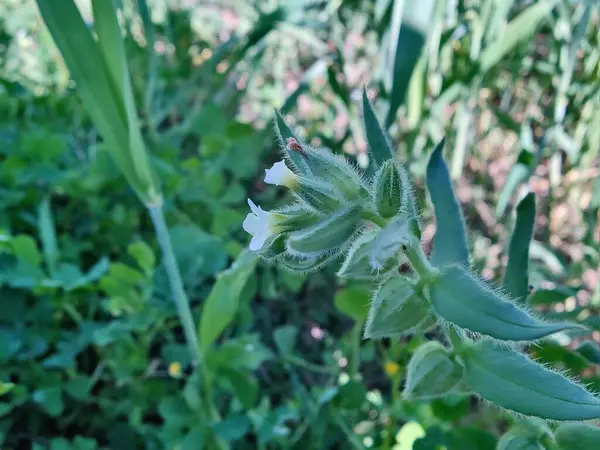 Nonea ya da Monkswort çiçekleri ve bitkileri 