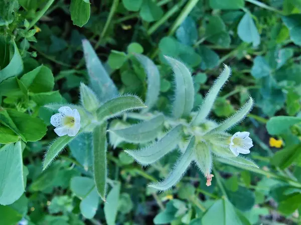 Nonea ya da Monkswort çiçekleri ve bitkileri 