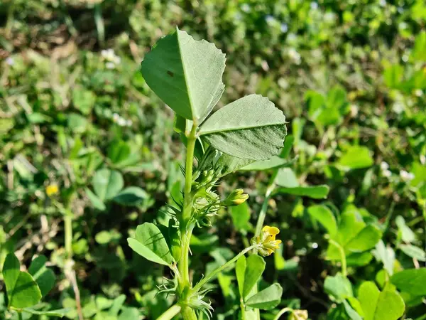 Burr sıhhiyesi, Medicago polimorfa, ama yonca ya da Medicago littoralis