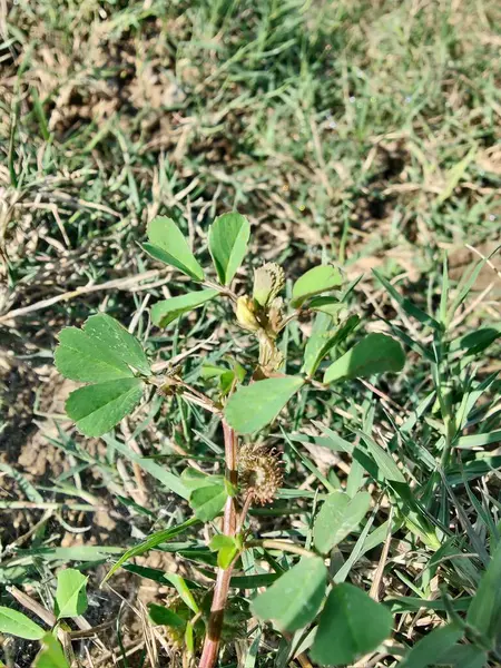 Burr sıhhiyesi, Medicago polimorfa, ama yonca ya da Medicago littoralis