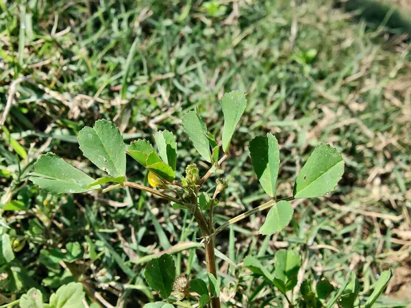 Burr sıhhiyesi, Medicago polimorfa, ama yonca ya da Medicago littoralis