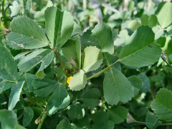 Burr sıhhiyesi, Medicago polimorfa, ama yonca ya da Medicago littoralis