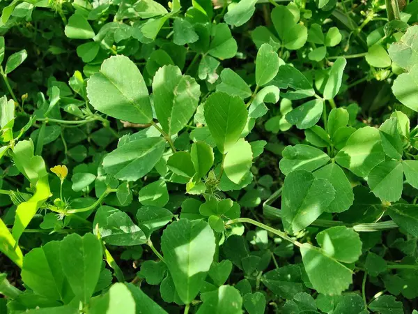 Burr sıhhiyesi, Medicago polimorfa, ama yonca ya da Medicago littoralis