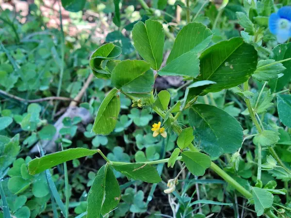 Burr sıhhiyesi, Medicago polimorfa, ama yonca ya da Medicago littoralis