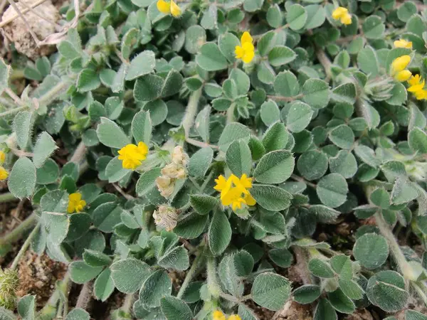 Burr sıhhiyesi, Medicago polimorfa, ama yonca ya da Medicago littoralis