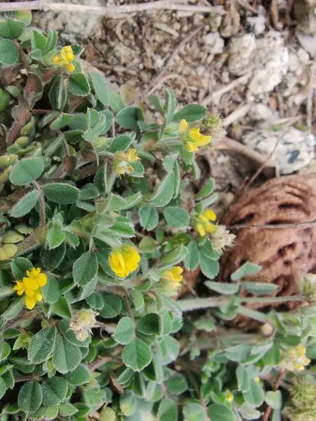 Burr sıhhiyesi, Medicago polimorfa, ama yonca ya da Medicago littoralis
