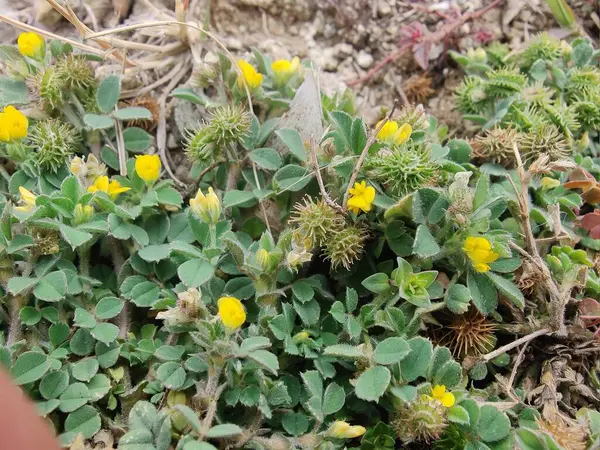 Burr sıhhiyesi, Medicago polimorfa, ama yonca ya da Medicago littoralis