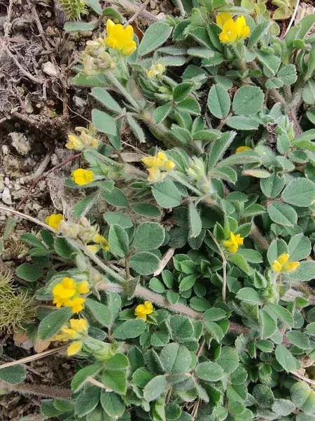 Burr sıhhiyesi, Medicago polimorfa, ama yonca ya da Medicago littoralis