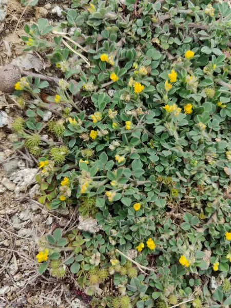 Burr sıhhiyesi, Medicago polimorfa, ama yonca ya da Medicago littoralis