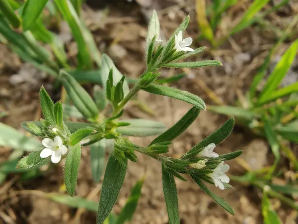 Lithospermum arvense, Corn Gromwell veya Buglossoides arvensis
