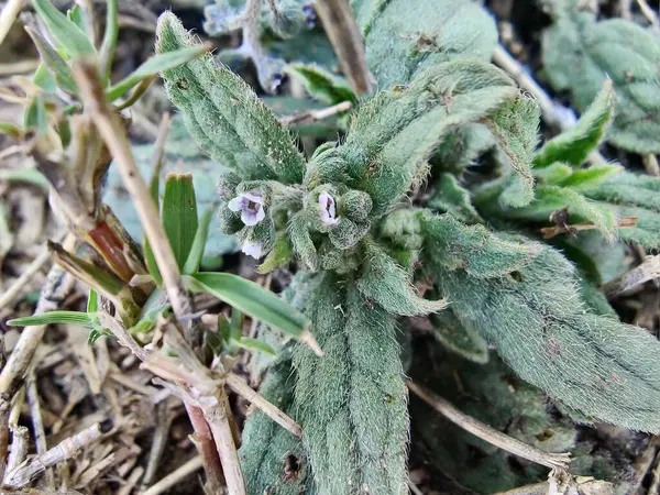 Cynoglossum mızrak ucu, tazının dili veya Cynoglossum cinsi