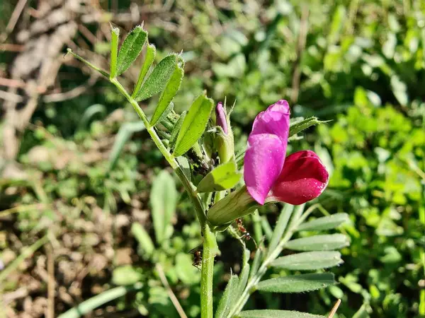 Genel Vetch, Vicia sativa veya Tephrosia purpurea