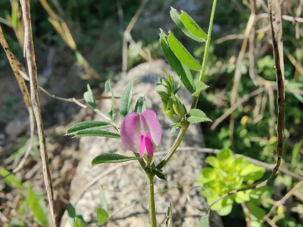 Genel Vetch, Vicia sativa veya Tephrosia purpurea