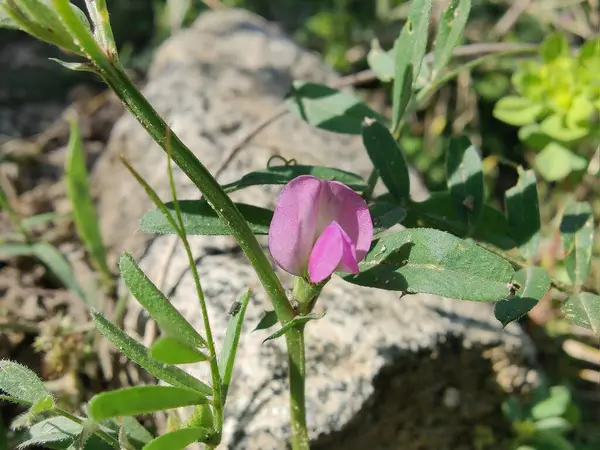 Genel Vetch, Vicia sativa veya Tephrosia purpurea