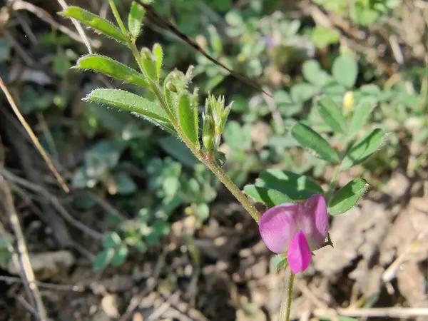 Genel Vetch, Vicia sativa veya Tephrosia purpurea