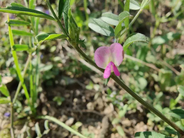 Genel Vetch, Vicia sativa veya Tephrosia purpurea