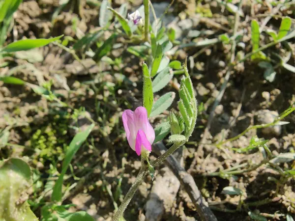 Genel Vetch, Vicia sativa veya Tephrosia purpurea