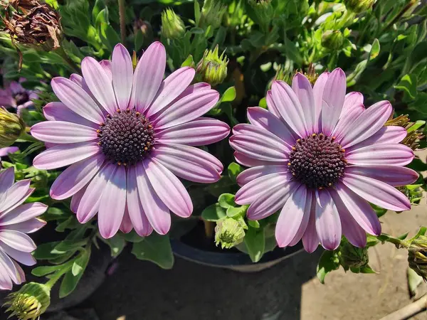 Cape Marguerite, Van Stadens Nehri Papatya da Dimorphotheca ecklonis