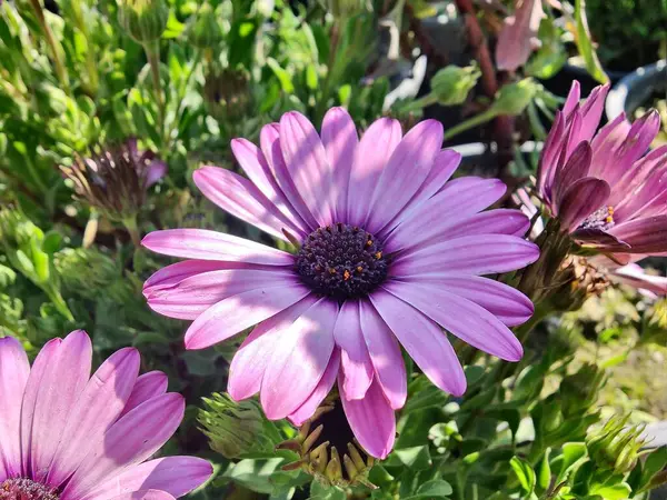 Cape Marguerite, Van Stadens Nehri Papatya da Dimorphotheca ecklonis