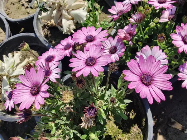 Cape Marguerite, Van Stadens Nehri Papatya da Dimorphotheca ecklonis