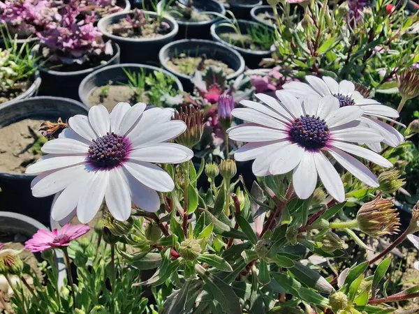 Cape Marguerite, Van Stadens Nehri Papatya da Dimorphotheca ecklonis