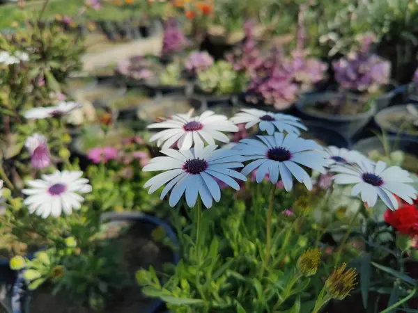 Cape Marguerite, Van Stadens Nehri Papatya da Dimorphotheca ecklonis