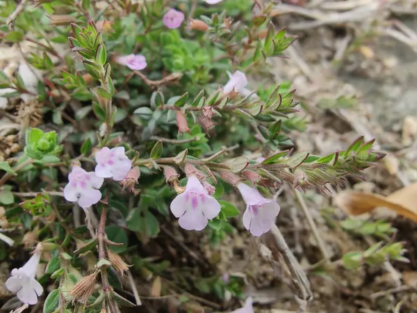 Klinopodyum, calamint, Prostanthera granitica veya granit çalı