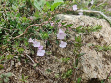 Klinopodyum, calamint, Prostanthera granitica veya granit çalı