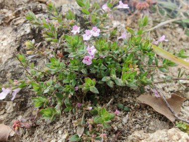Klinopodyum, calamint, Prostanthera granitica veya granit çalı