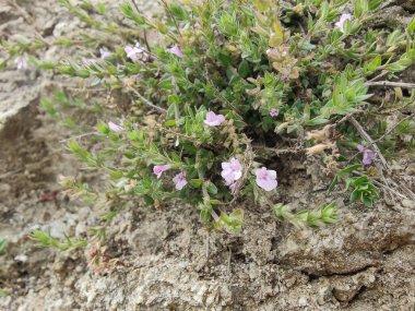 Klinopodyum, calamint, Prostanthera granitica veya granit çalı