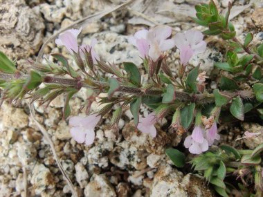Klinopodyum, calamint, Prostanthera granitica veya granit çalı