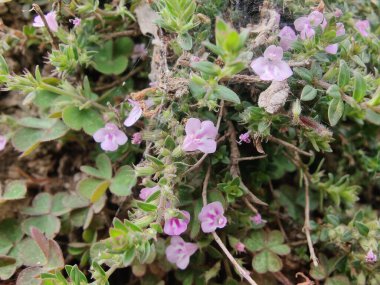 Klinopodyum, calamint, Prostanthera granitica veya granit çalı