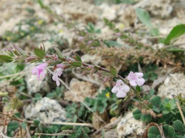 Klinopodyum, calamint, Prostanthera granitica veya granit çalı