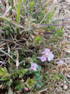 Klinopodyum, calamint, Prostanthera granitica veya granit çalı