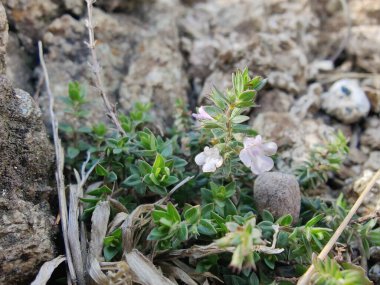 Klinopodyum, calamint, Prostanthera granitica veya granit çalı