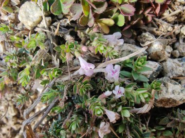 Klinopodyum, calamint, Prostanthera granitica veya granit çalı