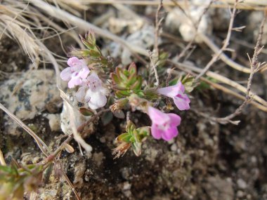 Klinopodyum, calamint, Prostanthera granitica veya granit çalı