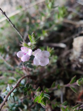 Klinopodyum, calamint, Prostanthera granitica veya granit çalı