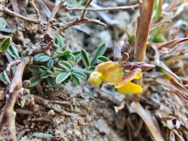 Silverpods bitkisi, Argyrolobium cinsi veya Lotus edulis.