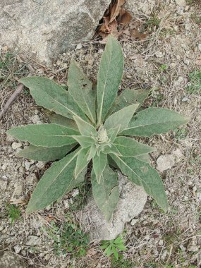 Büyük Mullein, Verbascum thapsus veya tüylü bitki