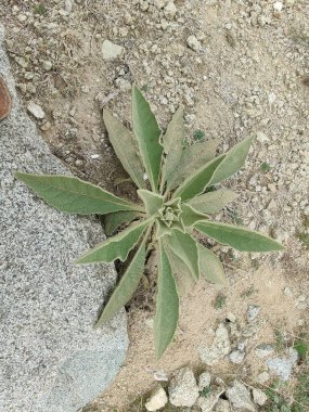 Büyük Mullein, Verbascum thapsus veya tüylü bitki