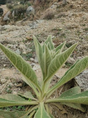Büyük Mullein, Verbascum thapsus veya tüylü bitki