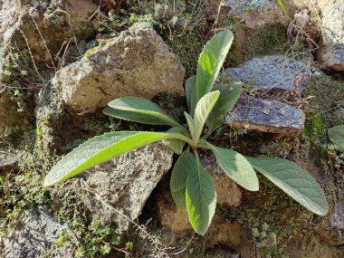 Büyük Mullein, Verbascum thapsus veya tüylü bitki