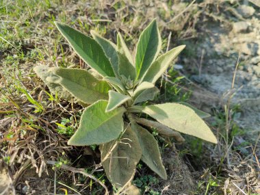 Büyük Mullein, Verbascum thapsus veya tüylü bitki
