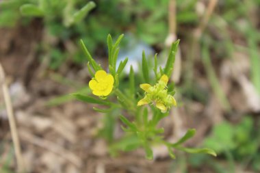 Meadow Butcup veya Ranunculus acris