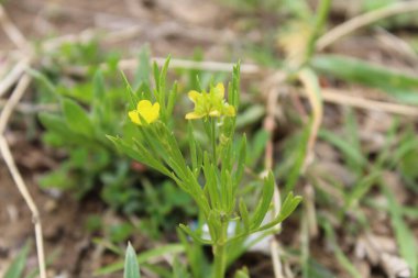 Meadow Butcup veya Ranunculus acris