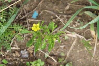 Meadow Butcup veya Ranunculus acris