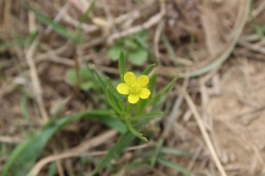 Meadow Butcup veya Ranunculus acris